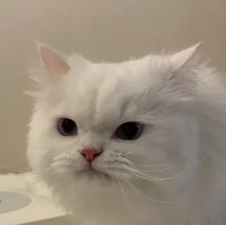 😒 猫, 白猫, ペット, 動物, ふわふわ, 可愛い telegram sticker