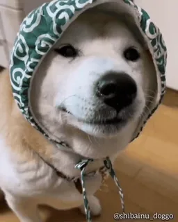 🦖 @shibainu_doggo chien, shiba inu, animal de compagnie, animal, sweat à capuche, mignon telegram sticker
