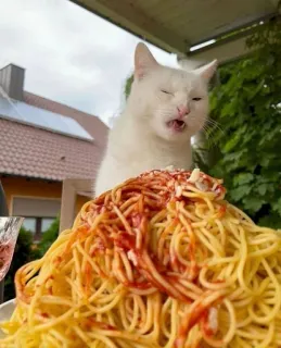 😒 cat, spaghetti, food, pasta, meal, humor, animal telegram sticker