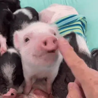🐷 heo con, dễ thương, động vật, nông trại, đáng yêu, thú cưng telegram sticker