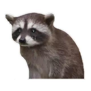 😢 Waschbär, Tier, traurig, weinen telegram sticker