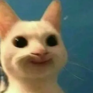 🙂 Katze, Tier, Meme, Lustig, Popcat, Süß whatsapp sticker