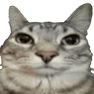 🐈
