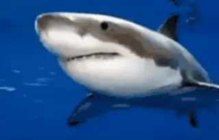 🌟 shark, ocean, sea, underwater, animal, wildlife telegram sticker