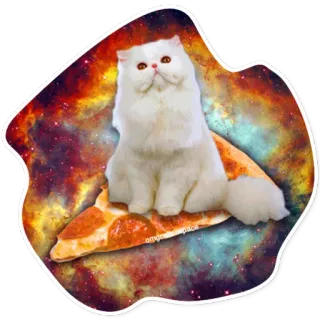 🍕 kot, pizza, galaktyka, kosmos, śmieszne, słodkie, biały kot, zwierzę telegram sticker