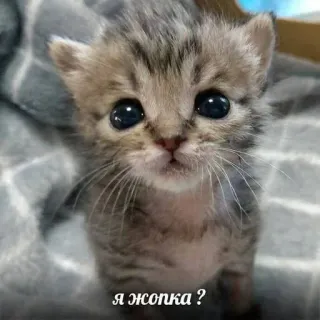 🥰 Я жопка? anak kucing, kucing, imut, hewan, rusia, pertanyaan telegram sticker