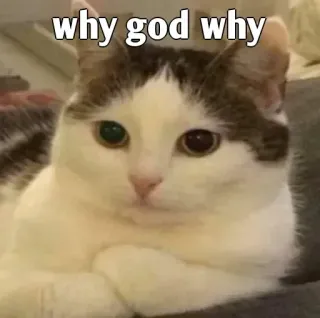 🤔 why god why 猫, ミーム, 悲しい, 質問 whatsapp sticker