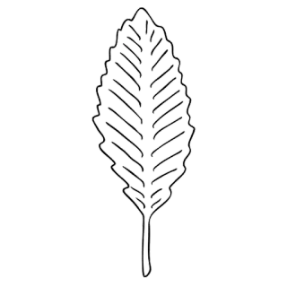 🌟 ใบไม้, พืช, ธรรมชาติ, พฤกษศาสตร์, พืชพรรณ telegram sticker