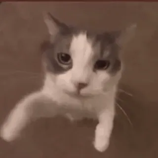😘 gato, animal doméstico, animal de estimação, animal, fofo, felino whatsapp sticker