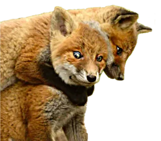 😶 cáo, động vật, động vật hoang dã, dễ thương, thiên nhiên telegram sticker