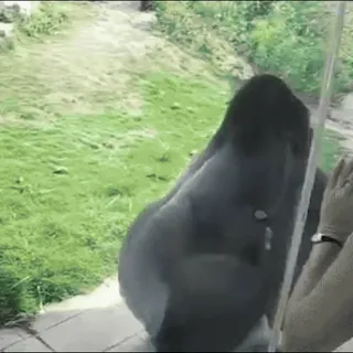 🦍 Gorilla, Zoo, Tier, Affe, Wildtier whatsapp sticker