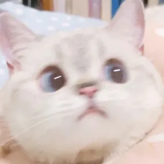🙁 cat, kitten, pet, cute, animal, white cat, domestic animal whatsapp sticker