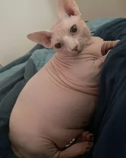 👑 gato, sphinx, animal de estimação, sem pelo, animal, doméstico telegram sticker