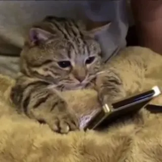 😖 кот, телефон, животное, милый, домашнее животное, домашнее животное telegram sticker