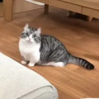 😦 cat, animal, domestic, pet, feline, cute, kitty whatsapp sticker