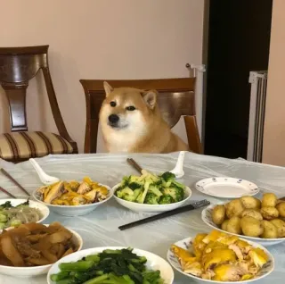 ❤️ dog, shiba inu, food, table, dinner, meal, cute, pet telegram sticker