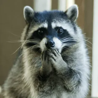 😦 wasbeer, schattig, dier, zoogdier telegram sticker