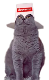 😈 Supreme gatto, cappello, supreme, animale, adesivo, meme whatsapp sticker