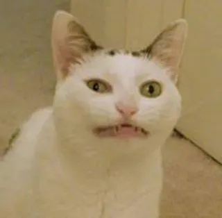 😒 gatto, divertente, animale, meme, gatto bianco, espressione telegram sticker