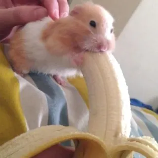 😏 chomik, banan, gryzoń, słodki, zwierzę, zwierzę domowe, jedzenie telegram sticker