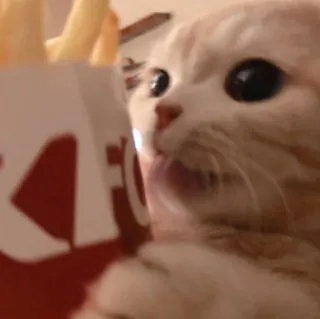 😺 gato, batatas fritas, comida, fofo, animal whatsapp sticker