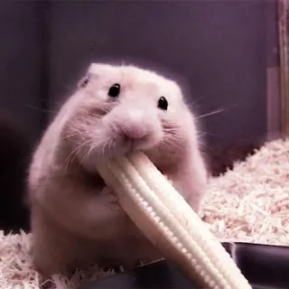 🤏 hamster, animal, rodent, corn, cute, pet telegram sticker