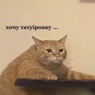 🥺 хочу татуировку ... cat, tattoo, want, pet, funny telegram sticker