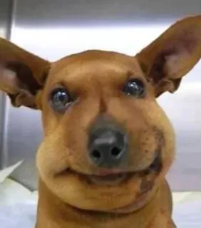 🤩 hond, bijensteek, gezwollen, dier, huisdier, grappig telegram sticker
