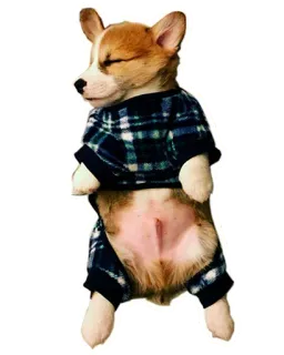 🙁 corgi, filhote, cão, pijama, dormindo, fofo, animal telegram sticker