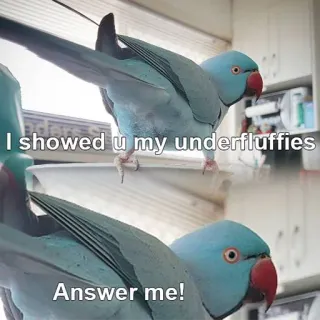 😘 I showed u my underfluffies
Answer me! perroquet, oiseau, sous-plumes, humour, drôle, mème, animal, animal de compagnie telegram sticker
