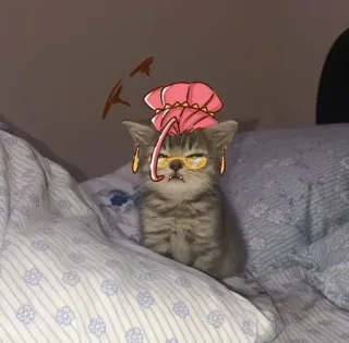 🌟 고양이, 새끼 고양이, 안경, 모자, 귀여운, 동물 telegram sticker