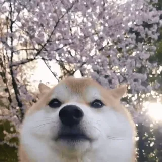 👀 perro, shiba inu, lindo, animal, flor de cerezo, naturaleza whatsapp sticker
