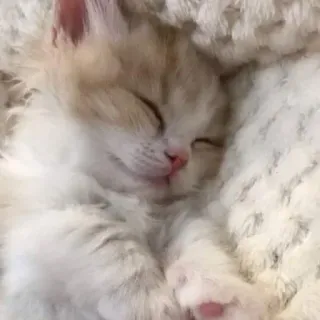 😂 猫, 子猫, 睡眠, 可愛い, 動物, ペット whatsapp sticker
