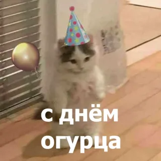 🥳 С днём огурца แมว, วันเกิด, แตงกวา, หมวกปาร์ตี้, ลูกโป่ง, น่ารัก telegram sticker