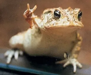 ✌️ grenouille, impoli, doigt d'honneur, geste, offensant whatsapp sticker
