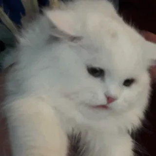 ✨ 猫, 小猫, 白猫, 宠物, 动物, 可爱 whatsapp sticker
