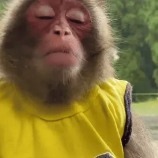🤩 monkey, animal, yellow shirt, Japanese macaque, primate whatsapp sticker