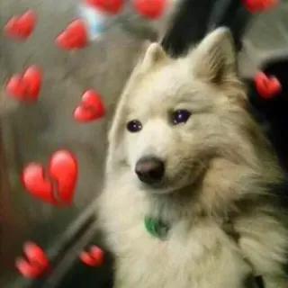 💕 dog, hearts, cute, animal, pet, love telegram sticker