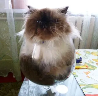 😈 gato, mascota, animal, cristal, gracioso, gato doméstico, felino, lindo telegram sticker