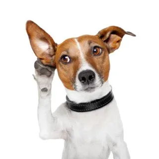 🌟 chó, lắng nghe, dễ thương, động vật, thú cưng telegram sticker