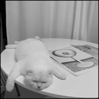 💮 gatto, dormire, gatto bianco, tavolo, animale domestico, animale telegram sticker