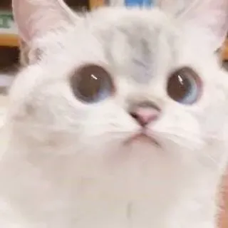 😳 gato, lindo, animal, mascota, gatito, blanco, ojos azules, doméstico telegram sticker