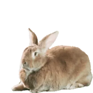 🐇 animal, conejo, conejo, lindo, mascota whatsapp sticker