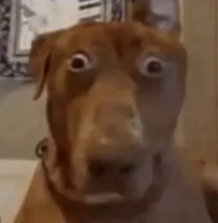😱 cachorro, engraçado, animal, meme, animal de estimação, retrato telegram sticker
