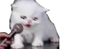 😭 gato, gatinho, microfone, entrevista, fofo, animal telegram sticker