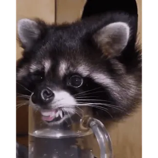 👅 енот, животное, милый, вода, пьёт telegram sticker