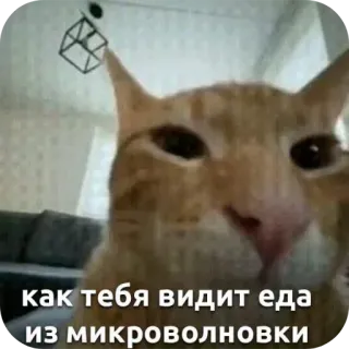 🐱 как тебя видит еда из микроволновки whatsapp sticker