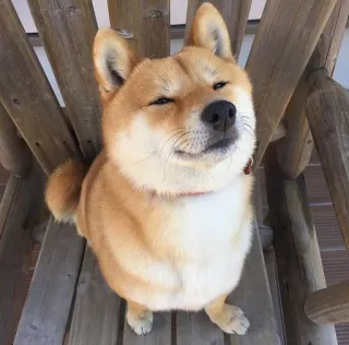 ☺️ anjing, shiba inu, binatang, lucu, hewan peliharaan whatsapp sticker