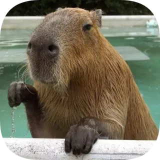 ✋ capybara telegram sticker
