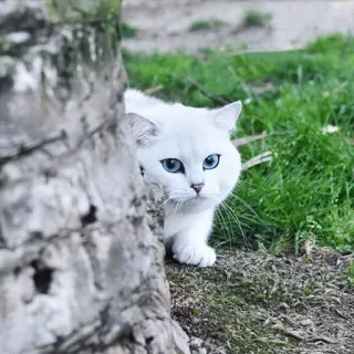 😏 gato, gato branco, olhos azuis, animal, animal de estimação, árvore, grama, fofo telegram sticker